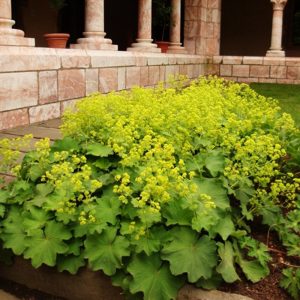 Alchemilla mollis Auslese - Palástfű