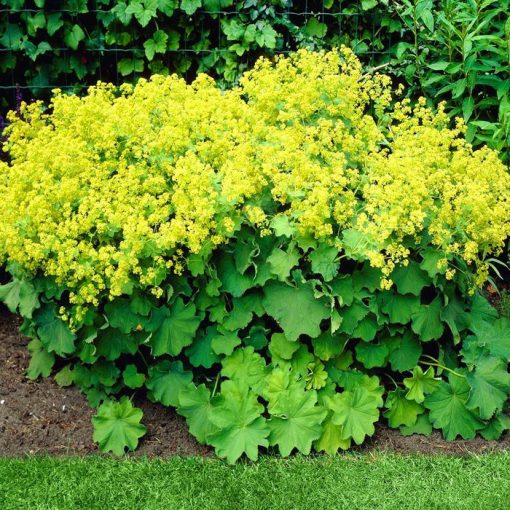 Alchemilla mollis Robustica - Palástfű