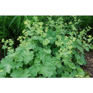 Alchemilla mollis Thriller - Palástfű