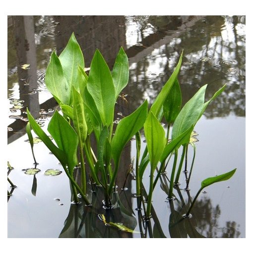 Alisma plantago-aquatica - Hídőr