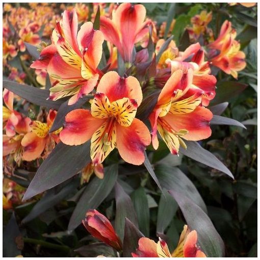 Alstroemeria Indian Summer - Inkaliliom