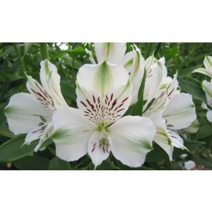 Alstroemeria Majestic Maze - Inkaliliom