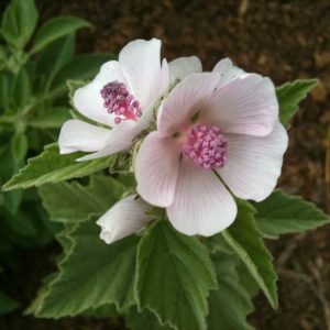 Althaea officinalis - Orvosi ziliz