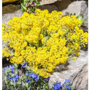 Alyssum montanum Berggold - Hegyi ternye