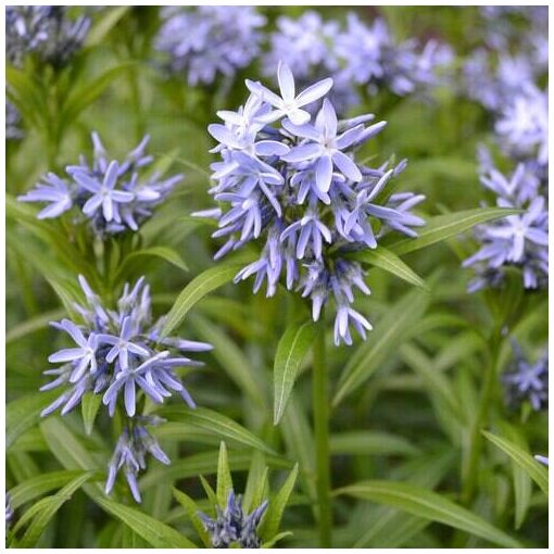 Amsonia tabernaemontana - Kékcsillag