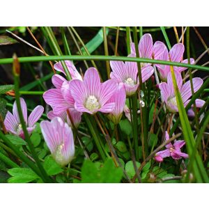 Anagallis tenella - Mocsári tikszem