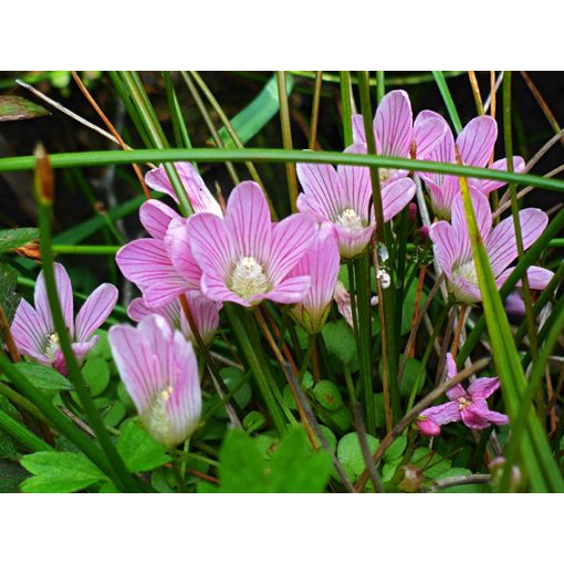 Anagallis tenella - Mocsári tikszem