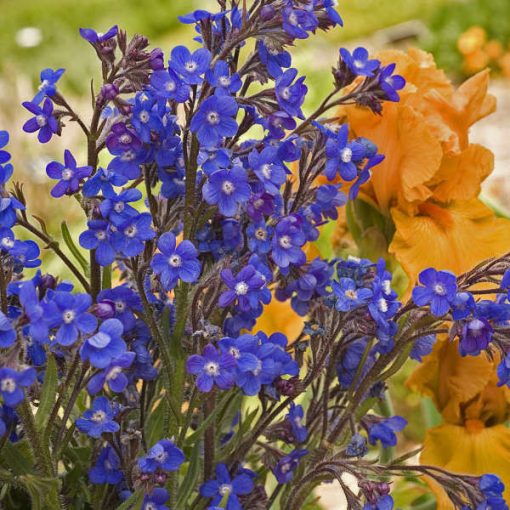 Anchusa azurea - Atracél