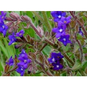 Anchusa officinalis - Atracél