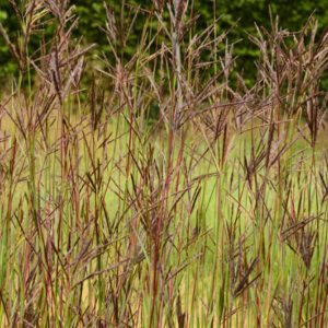 Andropogon hallii JS Purple Konza - Fenyérfű