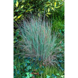 Andropogon scoparius Prairie Blues - Fenyérfű