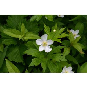 Anemone canadensis - Szellőrózsa