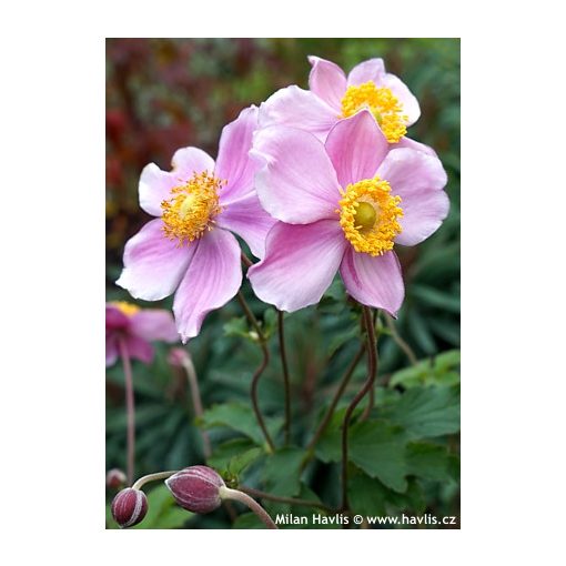 Anemone hupehensis Bowles Pink - Szellőrózsa