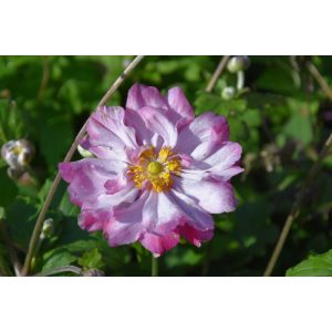 Anemone hybrida Carmen - Szellőrózsa