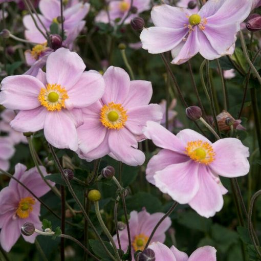 Anemone hybrida Lorelei - Szellőrózsa