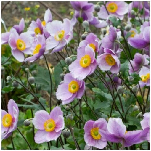 Anemone hybrida Regal Swan - Szellőrózsa