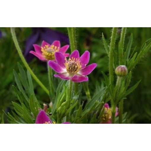 Anemone multifida Annabella Deep Rose - Szellőrózsa