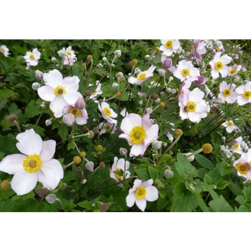 Anemone tomentosa Albadura - Szellőrózsa