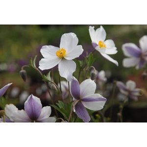 Anemone Wild Swan - Szellőrózsa