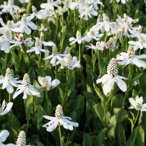 Anemopsis californica - Kaliforniai vízipipacs