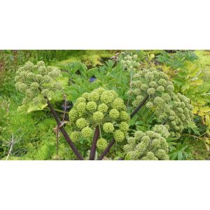 Angelica archangelica - Angyalgyökér