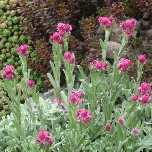 Antennaria dioica Alex Duguid - Parlagi macskatalp