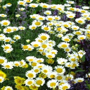 Anthemis hybrida Sauce Hollandaise - Pipitér