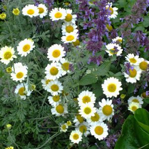 Anthemis hybrida Susanna Mitchell - Pipitér