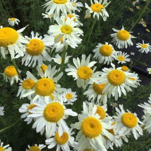 Anthemis tinctoria Alba - Pipitér