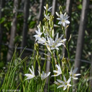 Anthericum liliago - Fürtös homokliliom