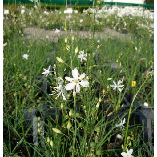 Anthericum ramosum - Ágas homokliliom