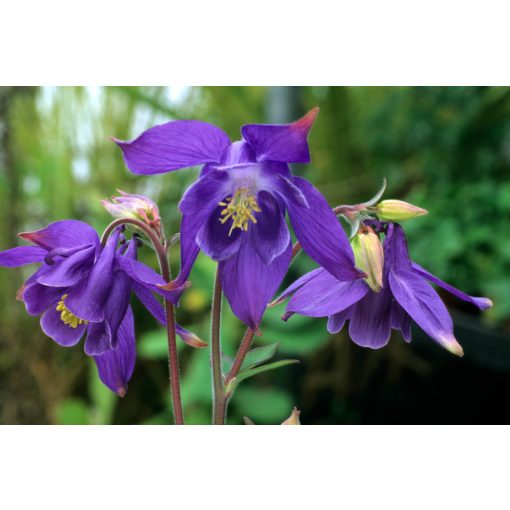 Aquilegia alpina - Harangláb