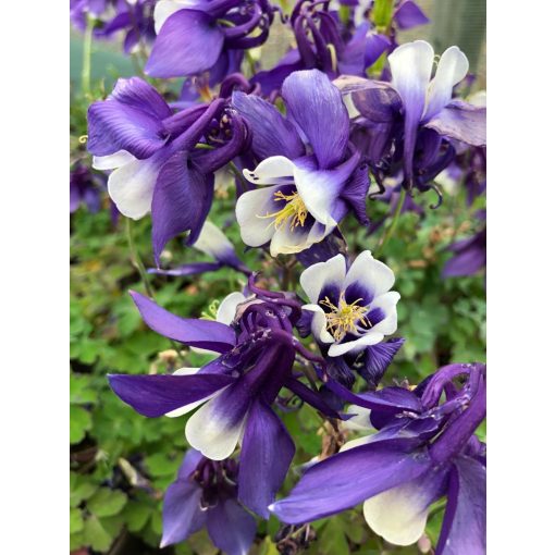 Aquilegia caeruela Spring Magic Navy and White - Harangláb