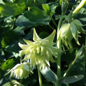 Aquilegia Green Apples - Harangláb