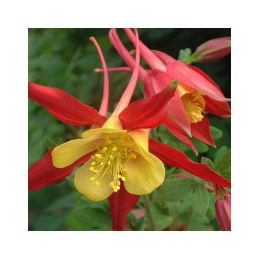 Aquilegia Koralle - Harangláb