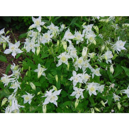 Aquilegia Snow Queen - Harangláb