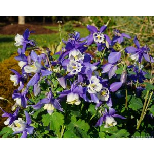 Aquilegia Spring Magic Blue & White - Harangláb