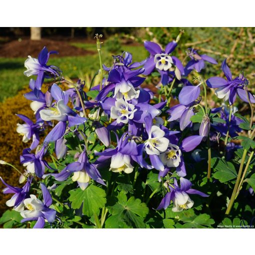 Aquilegia Spring Magic Blue & White - Harangláb