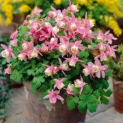 Cyclamen hederifolium 'Album' Silver Leaf