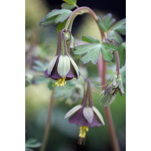 Aquilegia viridiflora Chocolate Soldier - Harangláb