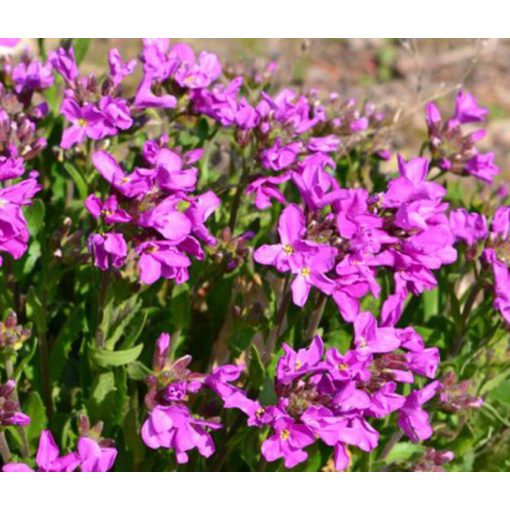 Arabis blepharophylla - Ikravirág