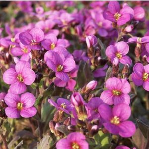 Arabis caucasica Little Treasure Deep Rose - Ikravirág