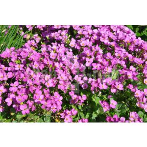 Arabis caucasica Pinkie - Ikravirág