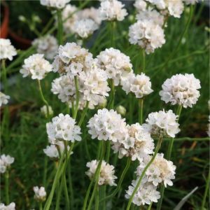 Armeria maritima Alba - Pázsitszegfű