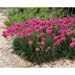 Armeria maritima Düsseldorfer Stolz - Pázsitszegfű