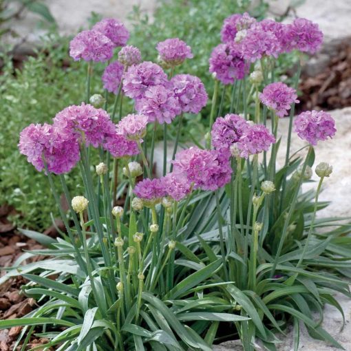 Armeria pseudarmeria Ballerina Purple Rose - Pázsitszegfű