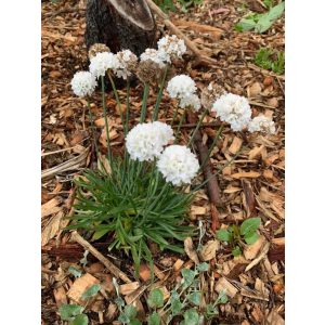 Armeria pseudarmeria Ballerina White - Pázsitszegfű