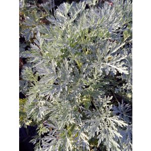 Artemisia absinthium Lambrook Silver - Üröm