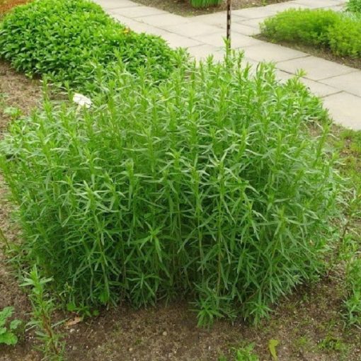 Artemisia dracunculus - Tárkony