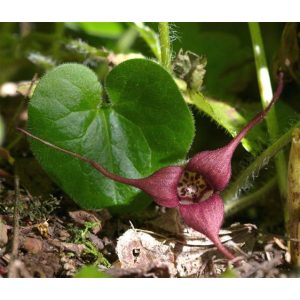 Asarum caudatum - Kapotnyak